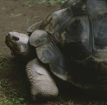 Schildkrte