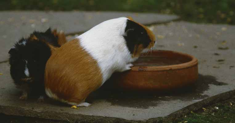 Meerschweinchen