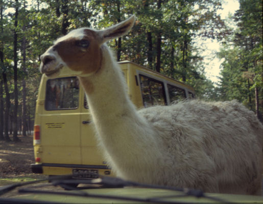 Lama