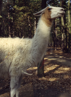 Lama