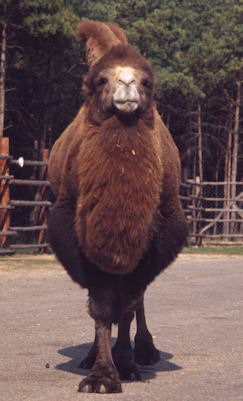 Kamel