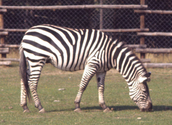 Zebra