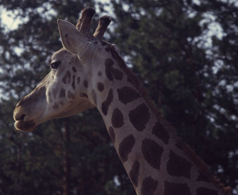 Giraffe