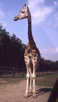 Giraffe