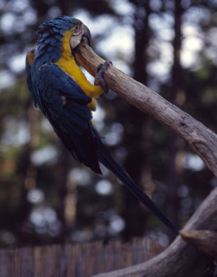Ara