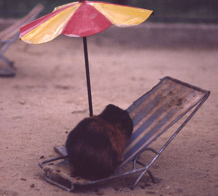 Meerschweinchen