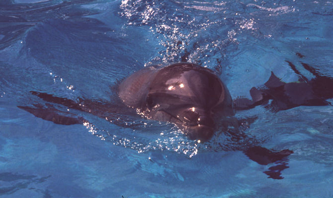 Delphin
