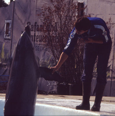 Delphin