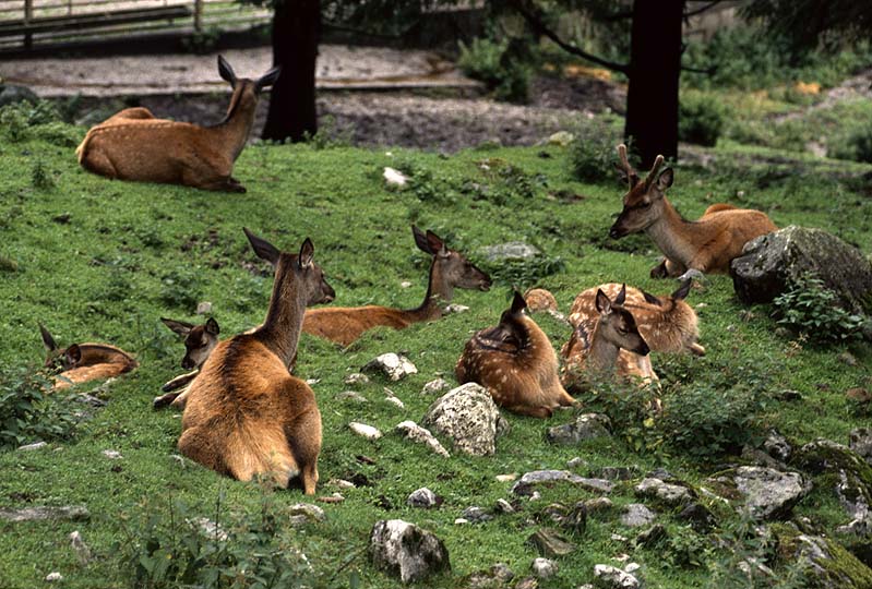 Tierparks