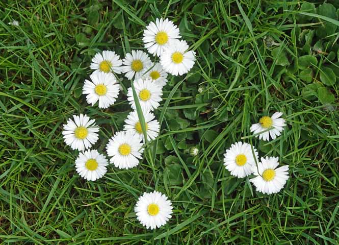 Gänseblümchen