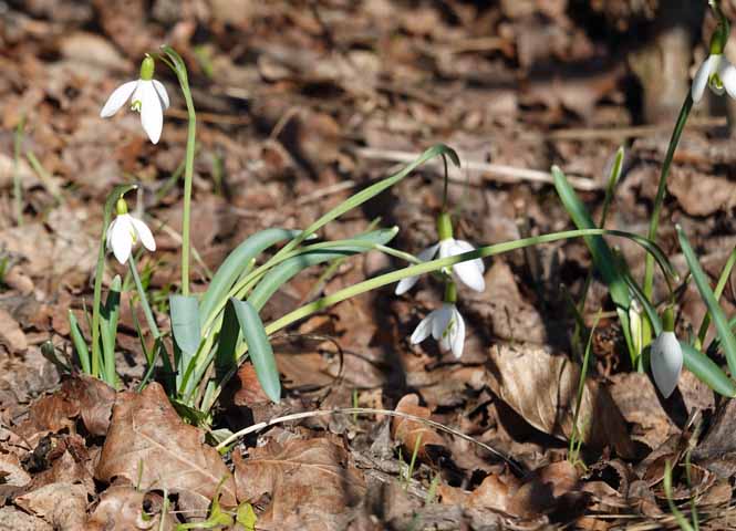 Schneeglöckchen
