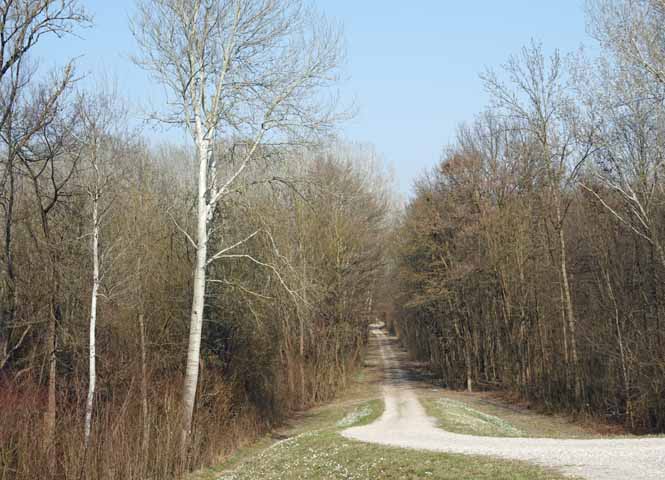 Au bei Orth an der Donau