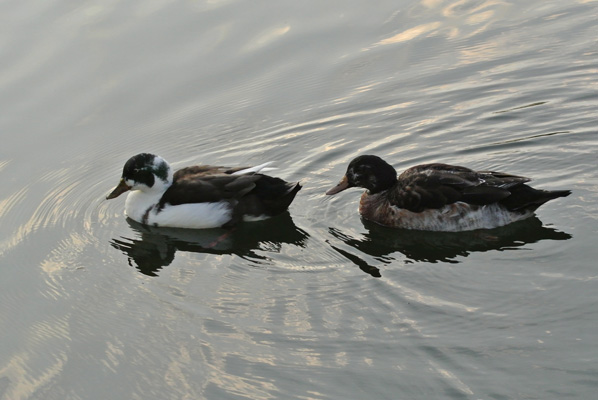 Foto vom 12. April 2012 - Enten