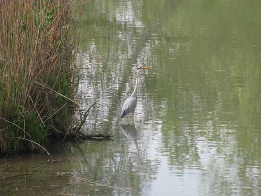 Foto vom 5. Mai 2012 - Reiher im Marchfeldkanal