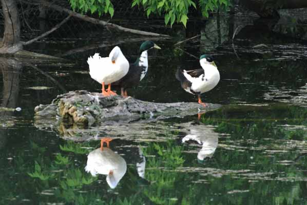 Foto vom 11. Mai 2012 - Enten