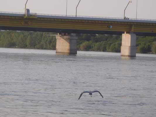 Foto vom 15. Mai 2012 - Graureiher ber der DonauDonau