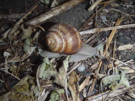 Foto vom 16. Mai 2012 - Schnecke