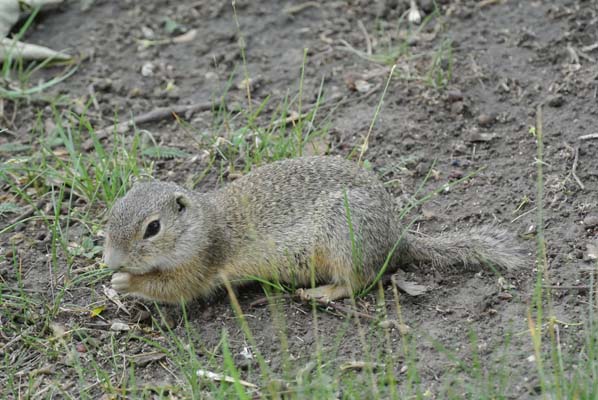 Foto vom 23. Mai 2012 - Zisel