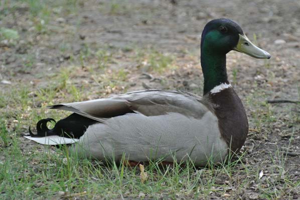 Foto vom 25. Mai 2012 - Ente