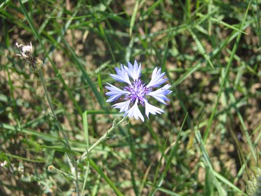 Foto vom 17. Juni 2012 - Kornblume