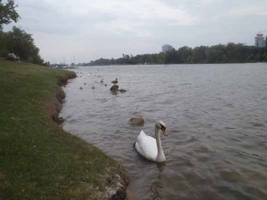 Foto vom 16. August 2012 - Alte Donau