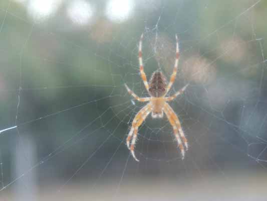 Foto vom 10. September 2012 - Wieder eine Spinne