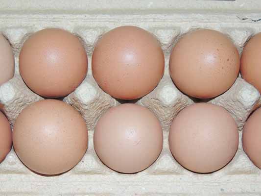 Foto vom 14. Dezember 2012 - Eier