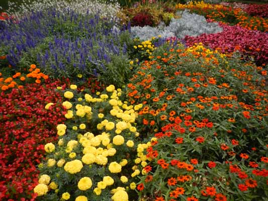 Foto vom 20.August 2013 - Blumen im Wasserpark