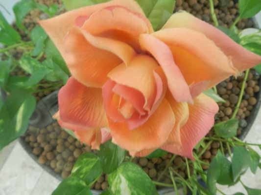 Foto vom 22.J�nner 2014 - Rose