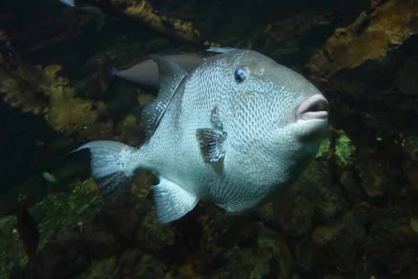 Foto vom 21.August 2014 - Fisch