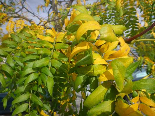 Foto vom 12.September 2014 - Es herbstlt