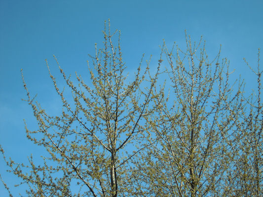 Foto vom 1. April 2010 - Baum vor blauem Himmel