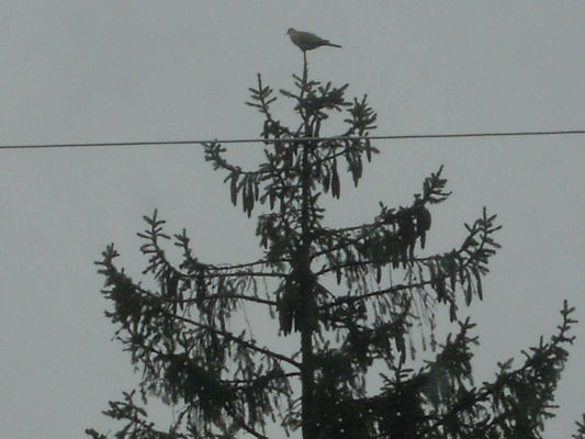 Foto vom 14. April 2010 - Die Taube auf der Baumspitze