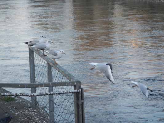 Foto vom 13.Februar 2015 - Moven an der Alten Donau