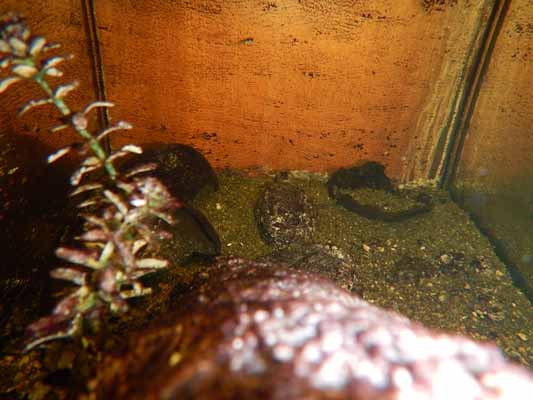 Foto vom 24.Mrz 2015 - Aquarium