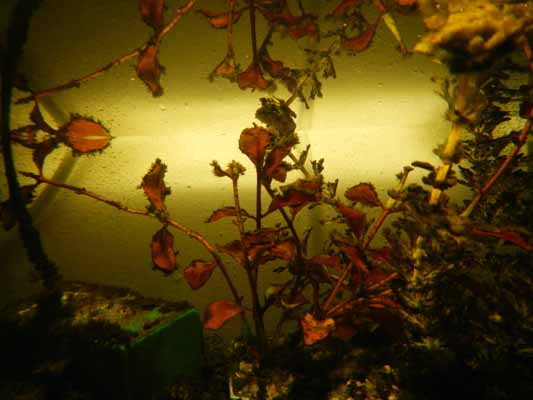 Foto vom 31.Mrz 2015 - Aquarium