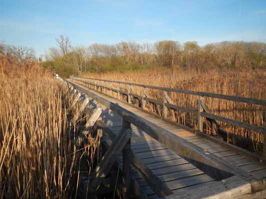 Foto vom 15.April 2015 - Lobau