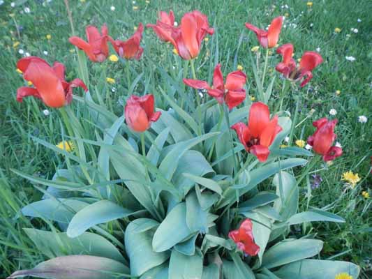 Foto vom 23.April 2015 - Tulpen