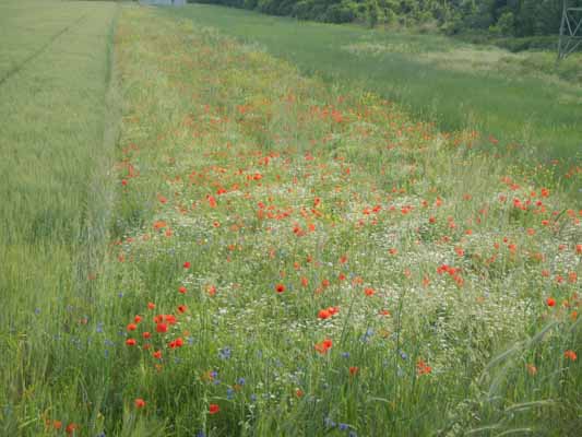 Foto vom 31.Mai 2015 - Klatschmohn