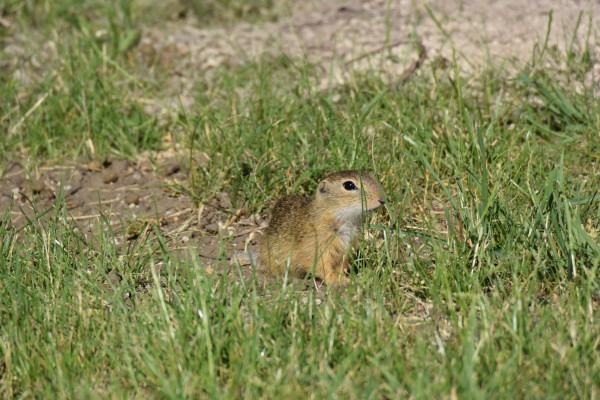 Foto vom 6.Juni 2015 - Ziesel