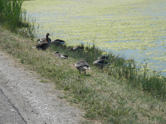 Foto vom 7.Juni 2015 - Graugnse