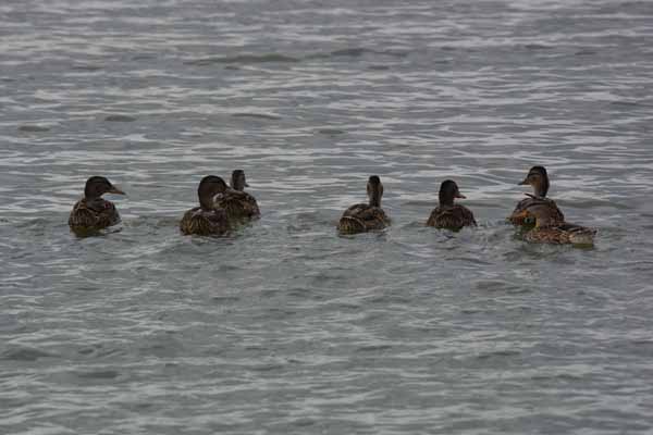 Foto vom 14.Juli 2015 - Enten im Zicksee