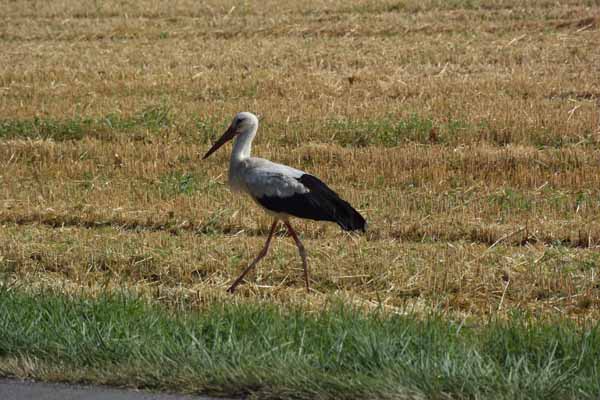 Foto vom 16.Juli 2015 - Storch