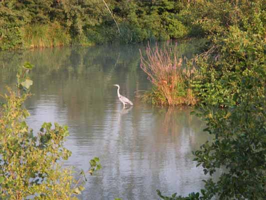 Foto vom 13.August 2015 - Reiher im Marchfeldkanal