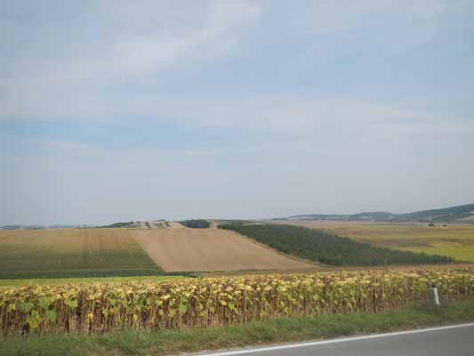 Foto vom 16.August 2015 - Weinviertel