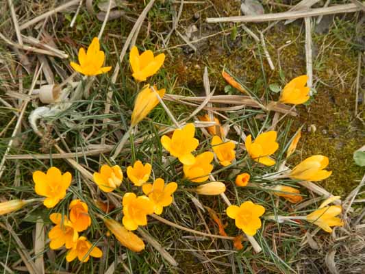 Foto vom 10.Mrz 2016 - Frhlingsblumen