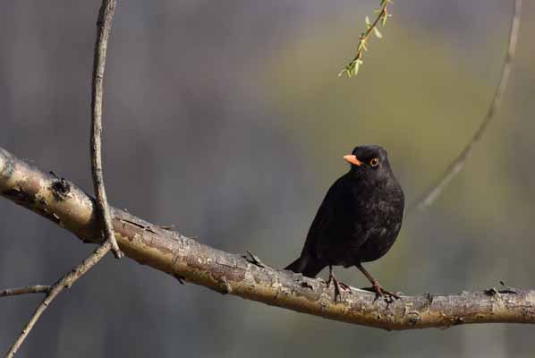 Foto vom 18.Mrz 2016 - Amsel