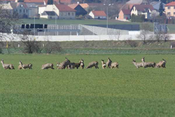 Foto vom 27.Mrz 2016 - Rehe