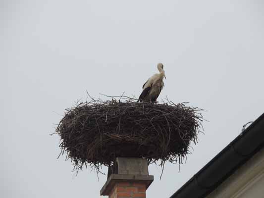 Foto vom 12.April 2016 - Storch