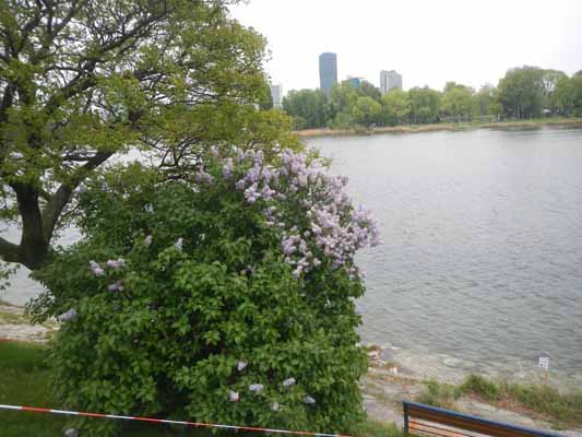 Foto vom 27.April 2016 - Flieder an der Alten Donau